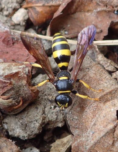 Gorytes planifrons